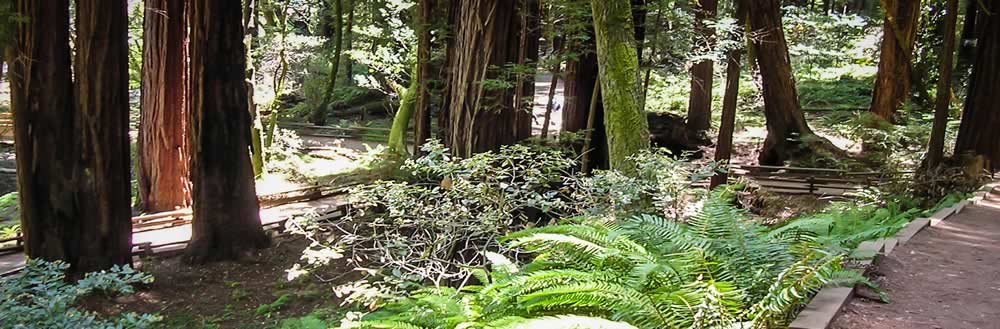 forest with trails in it